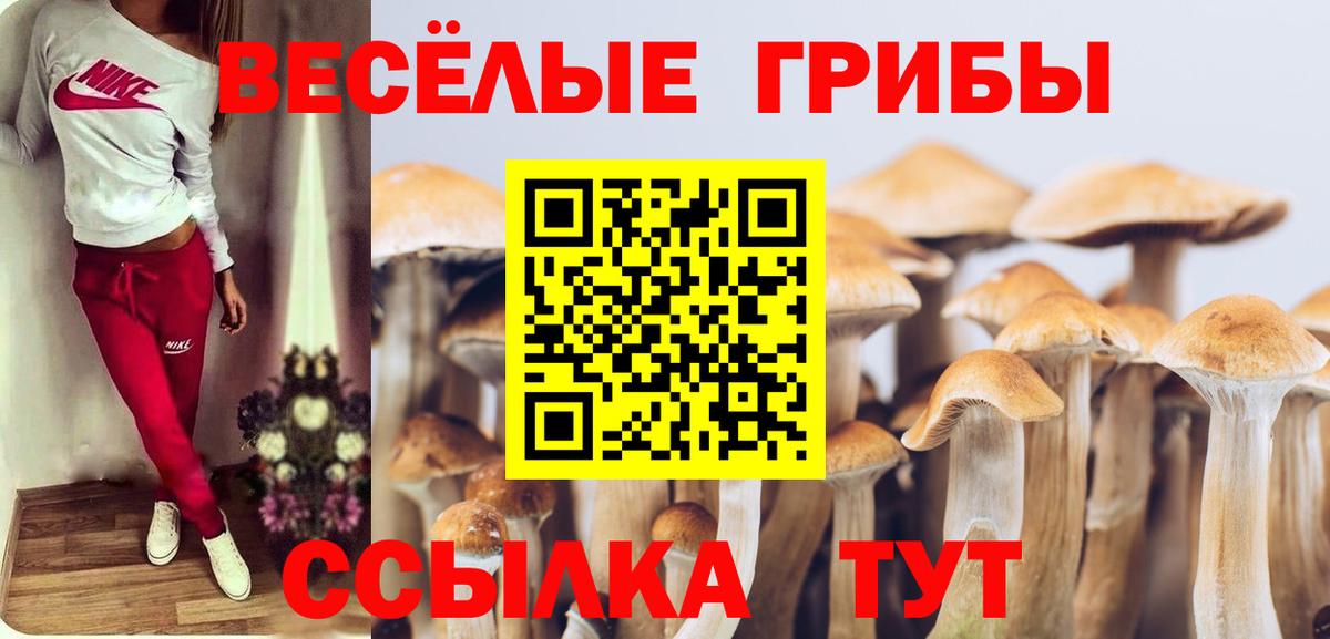 Избербаш  Галлюциногенные грибы Psilocybine cubensis  Вход с VPN 